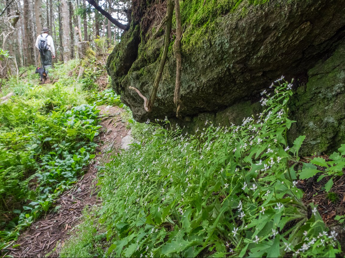 Approaching Blackstock Knob | Photo © Jeff Clark