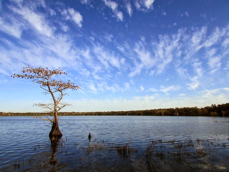 Lone cypress at Jones Lake | Photo © PJ Wetzel