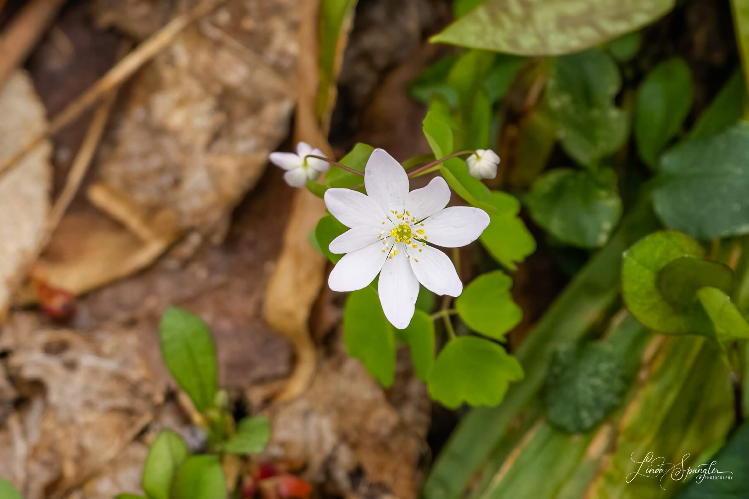 wildflower along Jakes Creek Trail