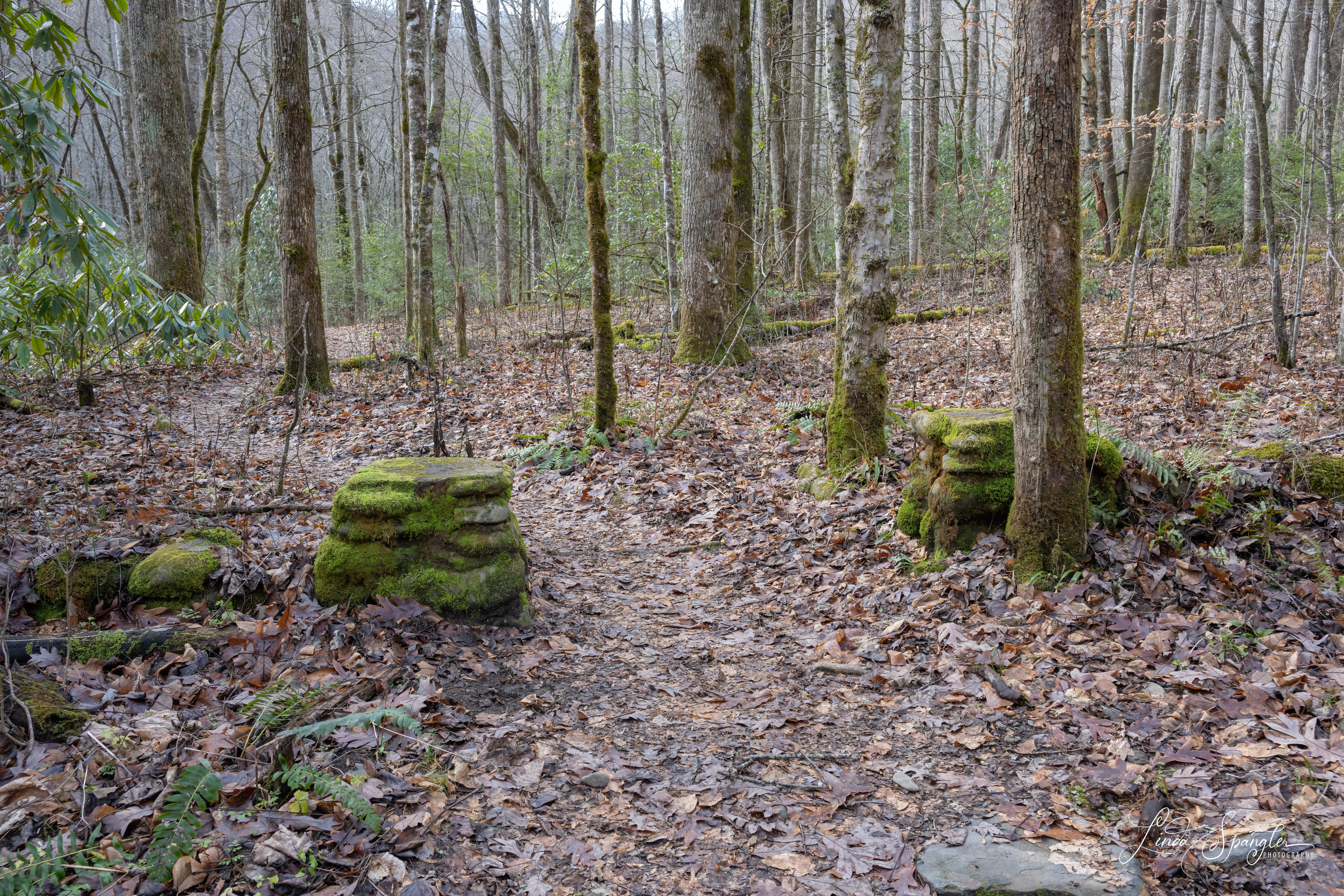 CCC camp along Kephart Prong Trail