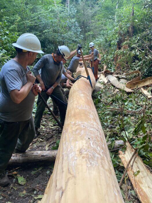 FOTS trail crew preparing Tulip Poplar tree to be footbridge on Ramsey Cascades Trail