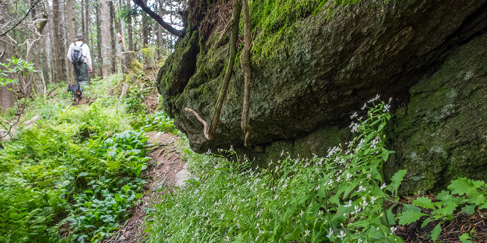 Approaching Blackstock Knob | Photo © Jeff Clark