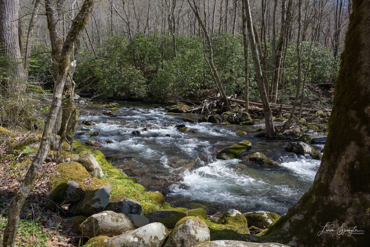 flowing water along Smokemont Loop