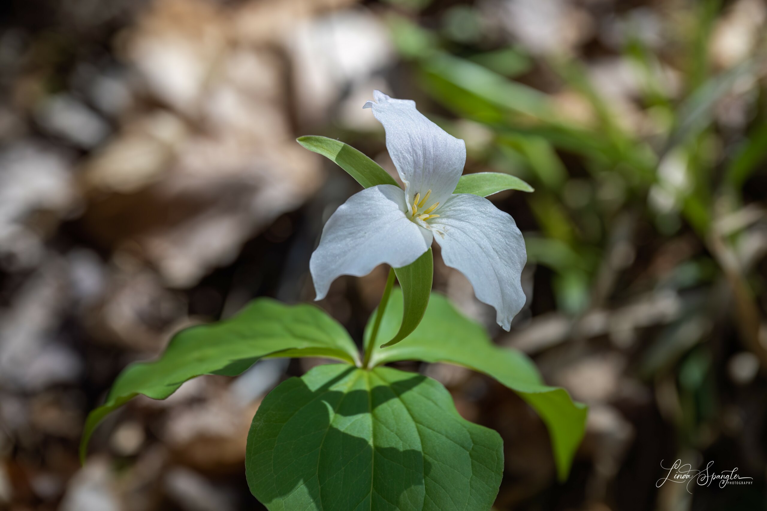 trillium along Smokemont Trail - photo by Linda Spangler