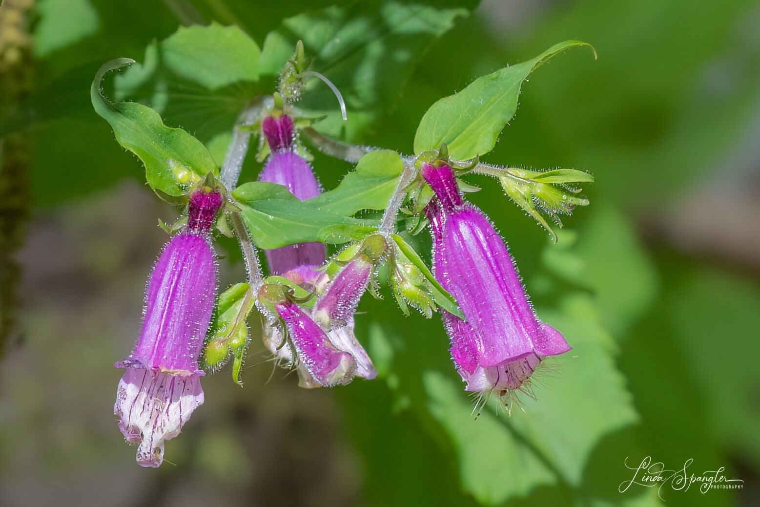 wildflower in GSMNP