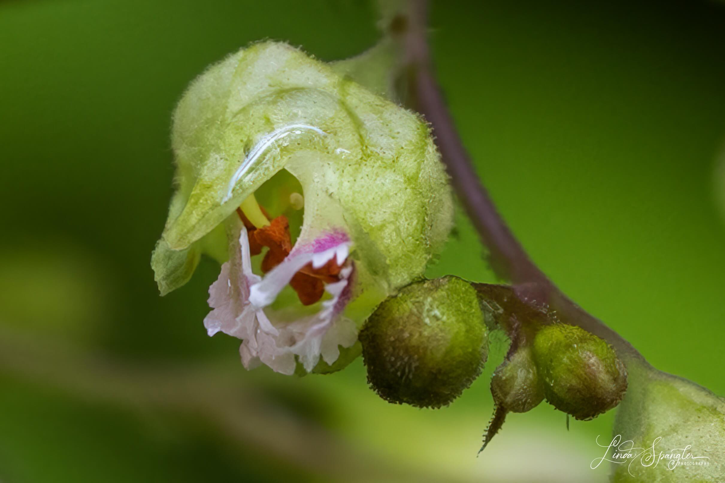 wildflower in GSMNP